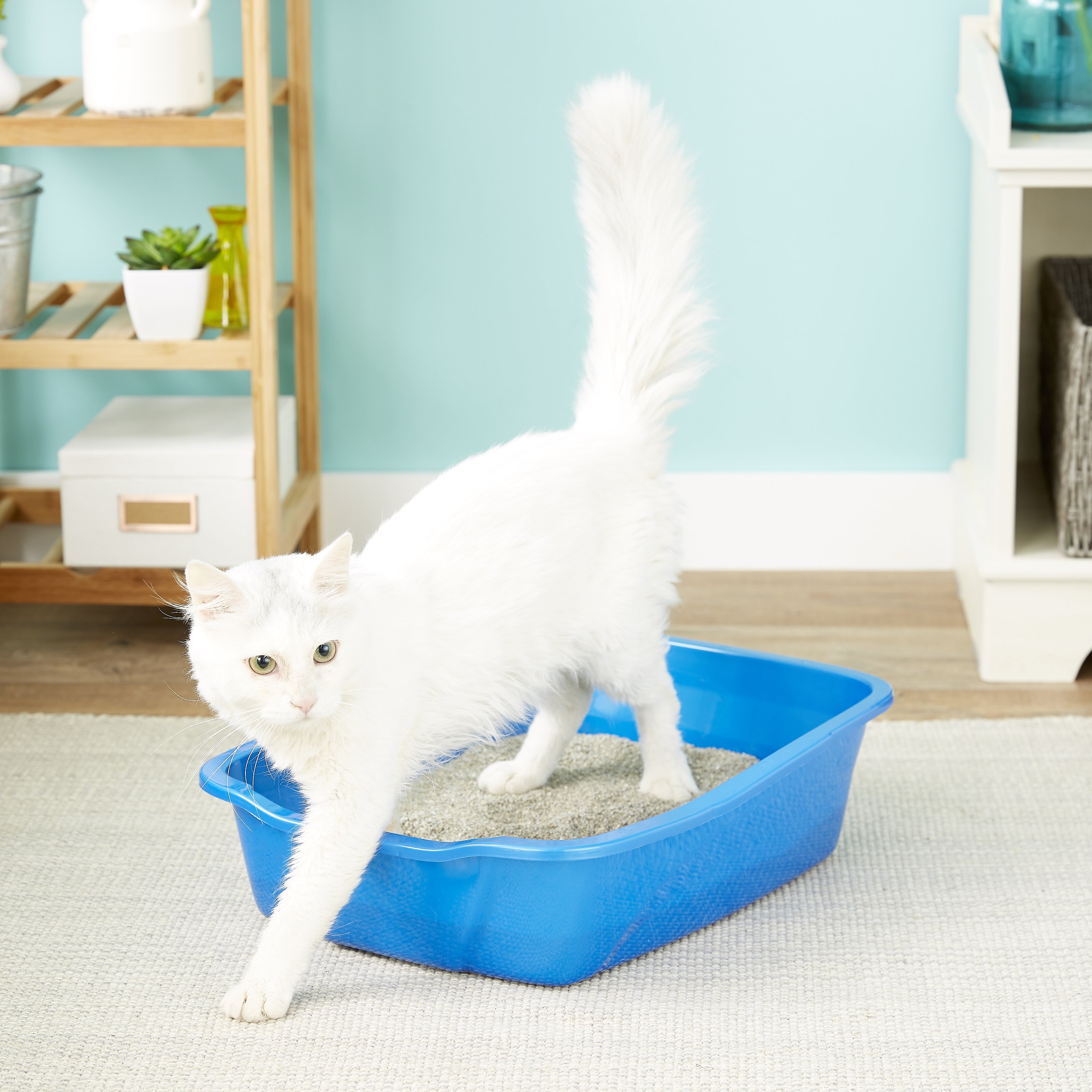 VAN NESS Cat Litter Pan, Blue Customer Questions