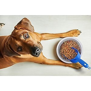 Van Ness Pet Food Scoop, Blue, 2 cup