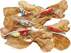 SunGrow Mini Indian Almond Leaves Pleco & Shrimp Food, Aquarium Water Conditioner that Lowers pH, 50 count 