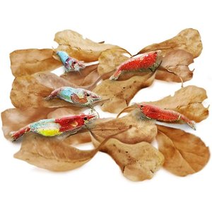 SunGrow Mini Indian Almond Leaves Pleco & Shrimp Food, Aquarium Water Conditioner that Lowers pH, 50 count 