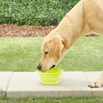 Show full view: Petmate Silicone Round Collapsible Travel Pet Bowl, Go Go Green, Large slide 2 of 9