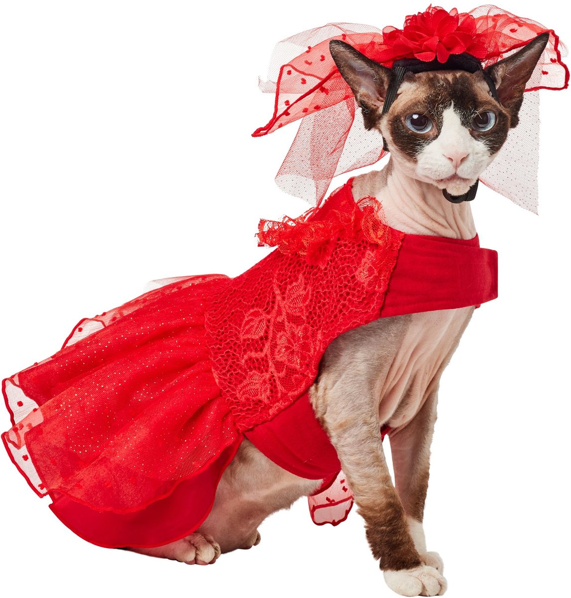 Pet cat outlet dress