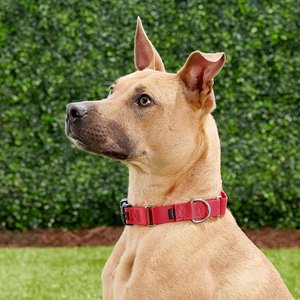 PetSafe Quick Snap Buckle Nylon Martingale Dog Collar, Red, Large: 13 to 20-in neck, 1-in wide