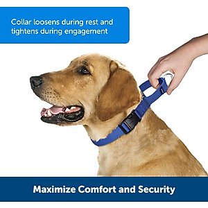 PetSafe Quick Snap Buckle Nylon Martingale Dog Collar, Royal Blue, Medium: 11 to 15-in neck, 3/4-in wide
