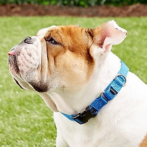 PetSafe Quick Snap Buckle Nylon Martingale Dog Collar, Royal Blue, Medium: 11 to 15-in neck, 3/4-in wide