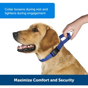 PetSafe Quick Snap Buckle Nylon Martingale Dog Collar, Royal Blue, Large: 13 to 20-in neck, 1-in wide