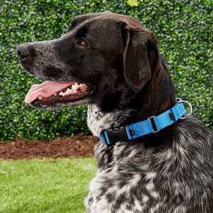 PetSafe Quick Snap Buckle Nylon Martingale Dog Collar, Royal Blue, Large: 13 to 20-in neck, 1-in wide