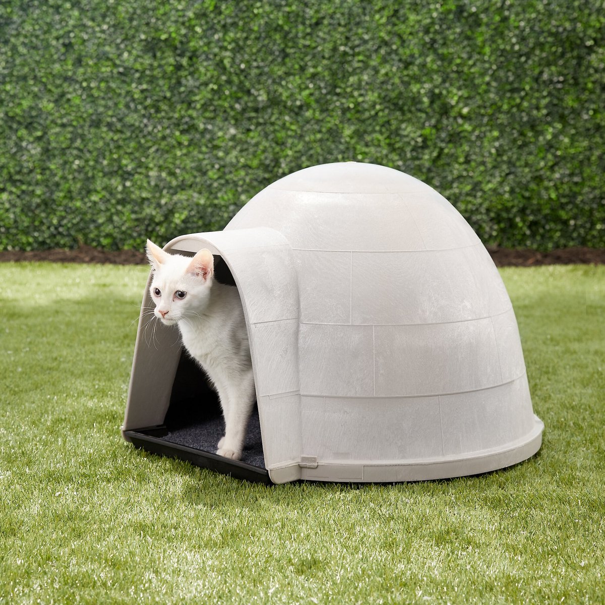 Chewy outdoor cat clearance house