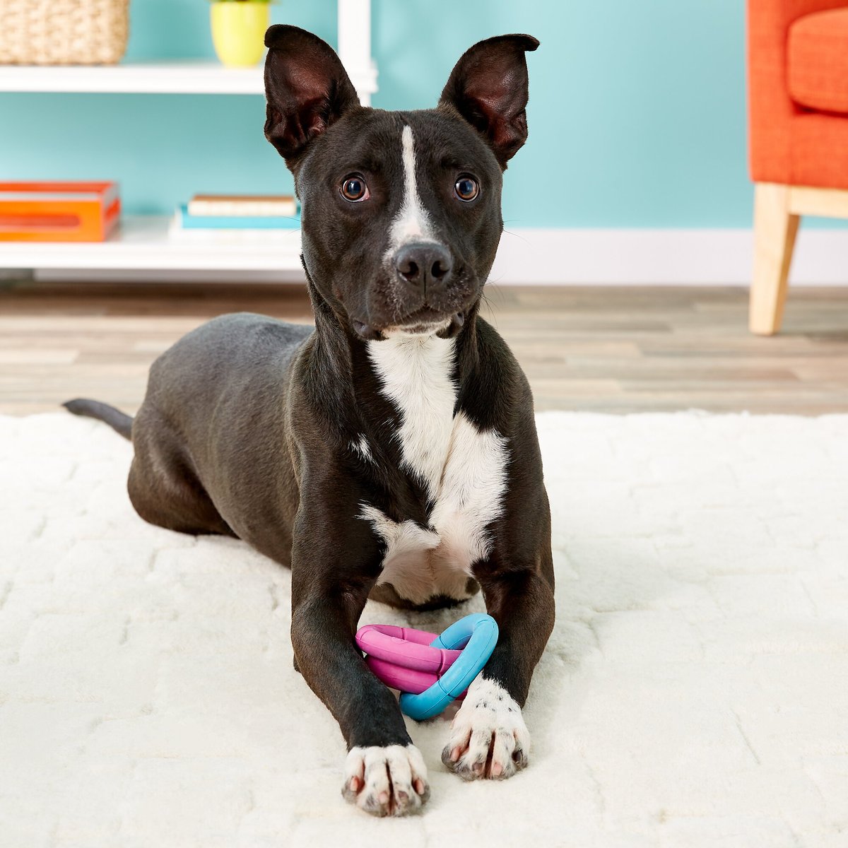 JW PET Invincible Chains Triple Dog Toy, Color Varies, Small