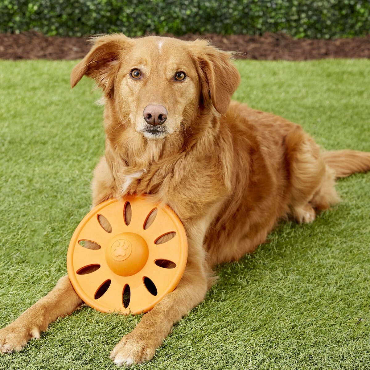 JW PET Whirlwheel Flying Disk Dog Toy, Color Varies, Large