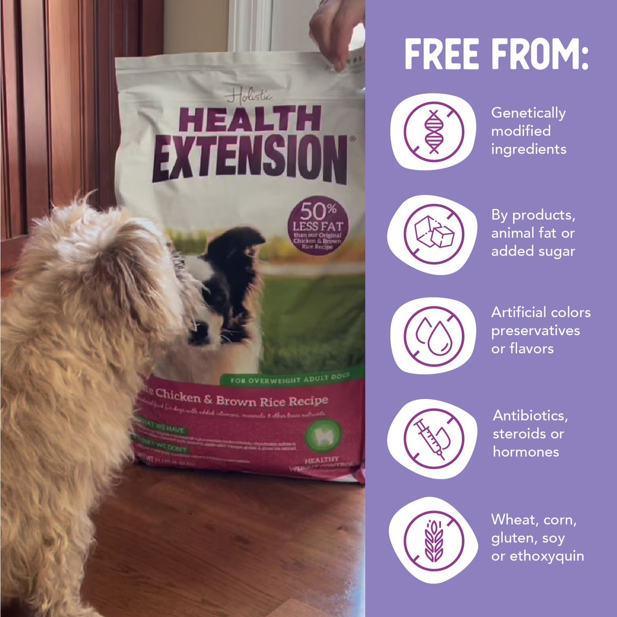 Holistic health extension 2024 dog food review