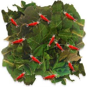 SunGrow Dried Mulberry Leaves Growth Supplement for Freshwater Aquarium Snail & Cherry Shrimp Food