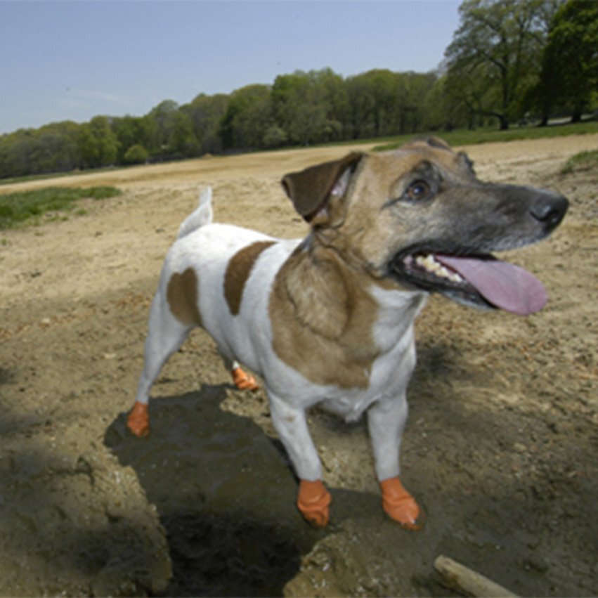 Chewy dog clearance boots