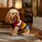 Show in main carousel: Frisco Chunky Knit Multi-Stripe Dog & Cat Sweater, Medium slide 7 of 9
