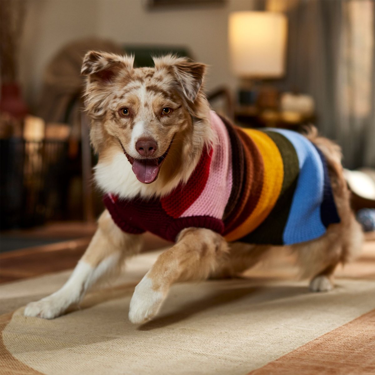 3 Sweater Trends for Pets Bubble Knits and More BeChewy