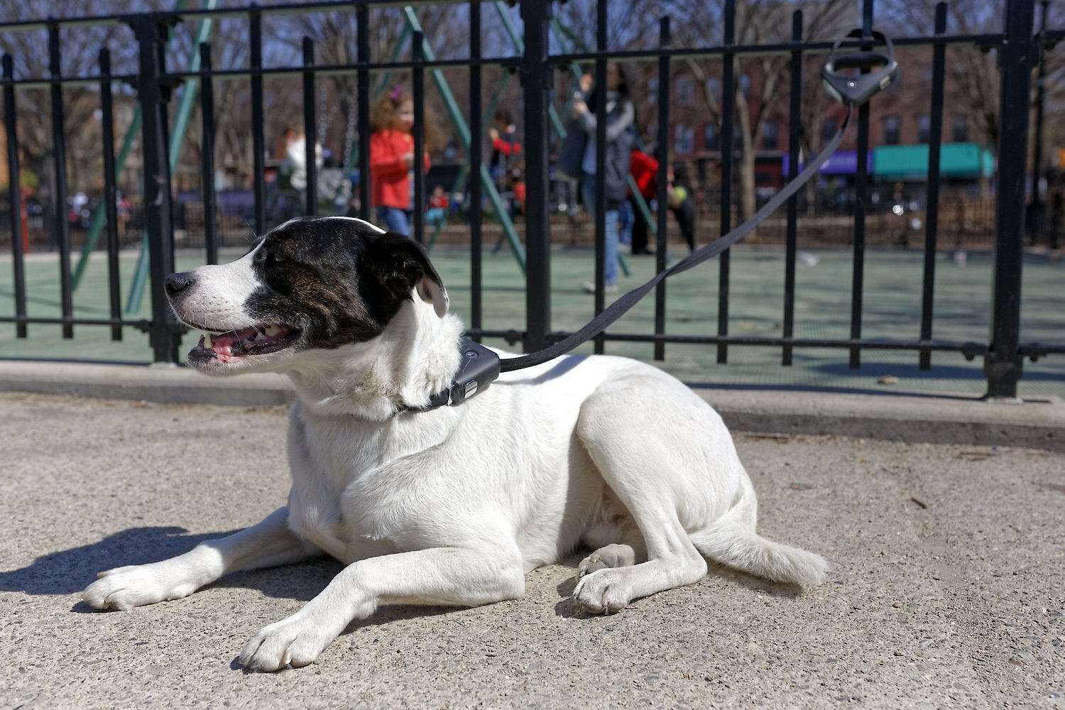 safespot locking leash