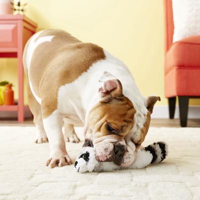 Show full view: KONG Scrunch Knots Raccoon Dog Toy, Small/Medium slide 7 of 9