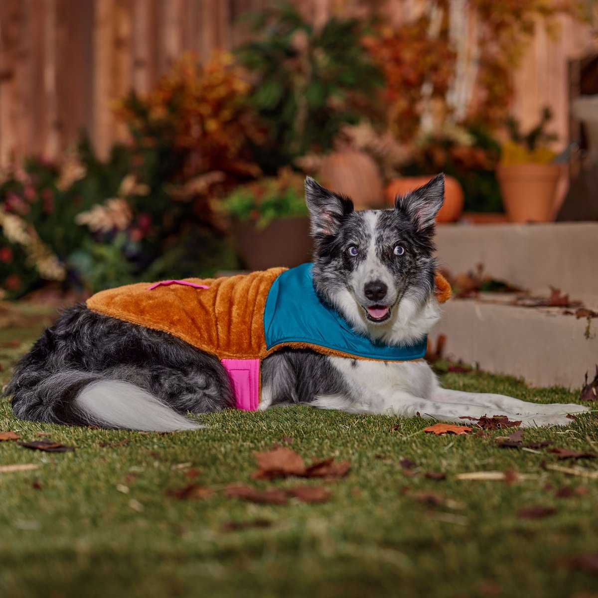 Fall Fun For You and Your Pet
