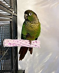 Polly's Pet Products Grape Flavor Tooty Fruity Bee Pollen Bird Perch, Purple, Small slide 2 of 4