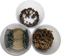 ABDragons Dubia Small Roach Hornworm & Superworm Live Feeder Combo Reptile Food