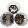ABDragons Dubia Small Roach Hornworm & Superworm Live Feeder Combo Reptile Food