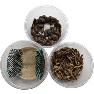 ABDragons Dubia Medium Roach Hornworm & Superworm Live Feeder Combo Reptile Food