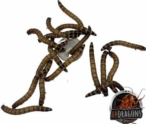 ABDragons Dubia Medium Roach Hornworm & Superworm Live Feeder Combo Reptile Food