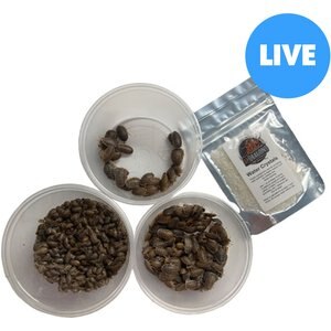 ABDragons Live Dubia Roaches Mixed Mixe Sized Reptile Food, 1-oz gel, Large Group