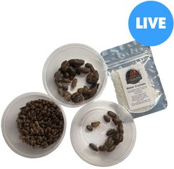 ABDragons Live Dubia Roaches Mixed Mixe Sized Reptile Food, 1-oz gel, X-Large Group