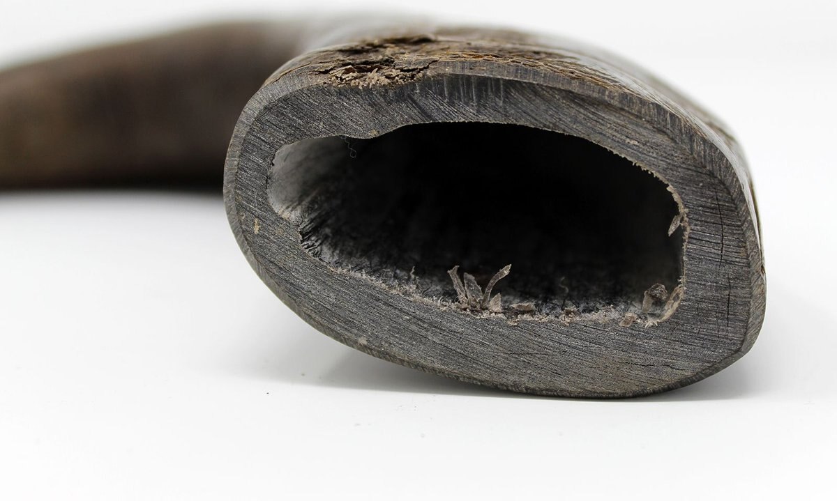 PEAKSNPAWS All natural premium Large Dog Water Buffalo Horns Treat, 1