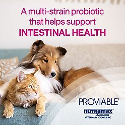 Nutramax Proviable Probiotics & Prebiotics Capsules Digestive Supplement for Cats & Dogs, 80 count slide 2 of 9
