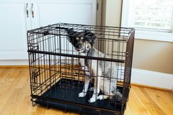Lucky Dog DWELL Series Dog Crate, Bronze, X-Small