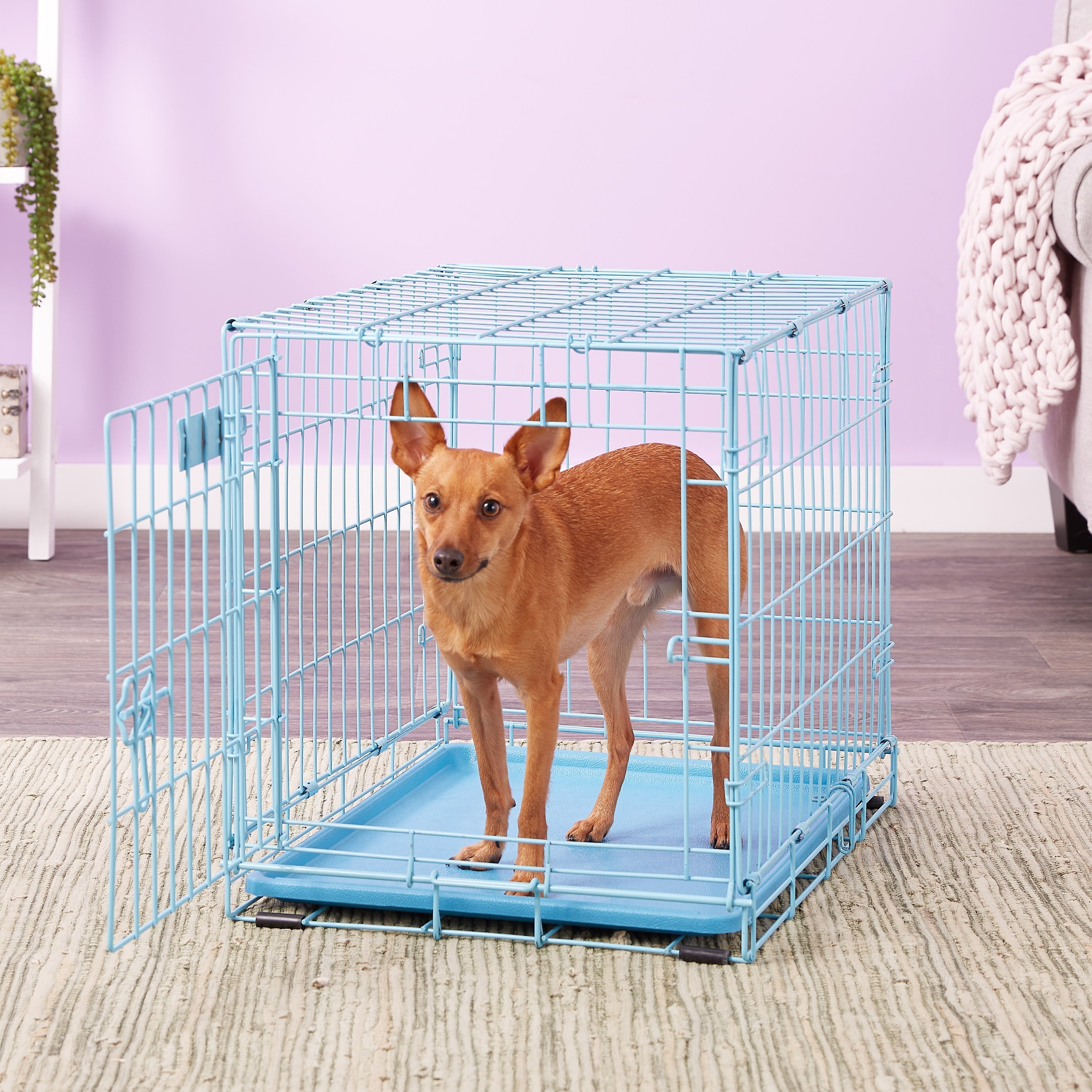 MIDWEST iCrate Single Door Collapsible Wire Dog Crate, Blue