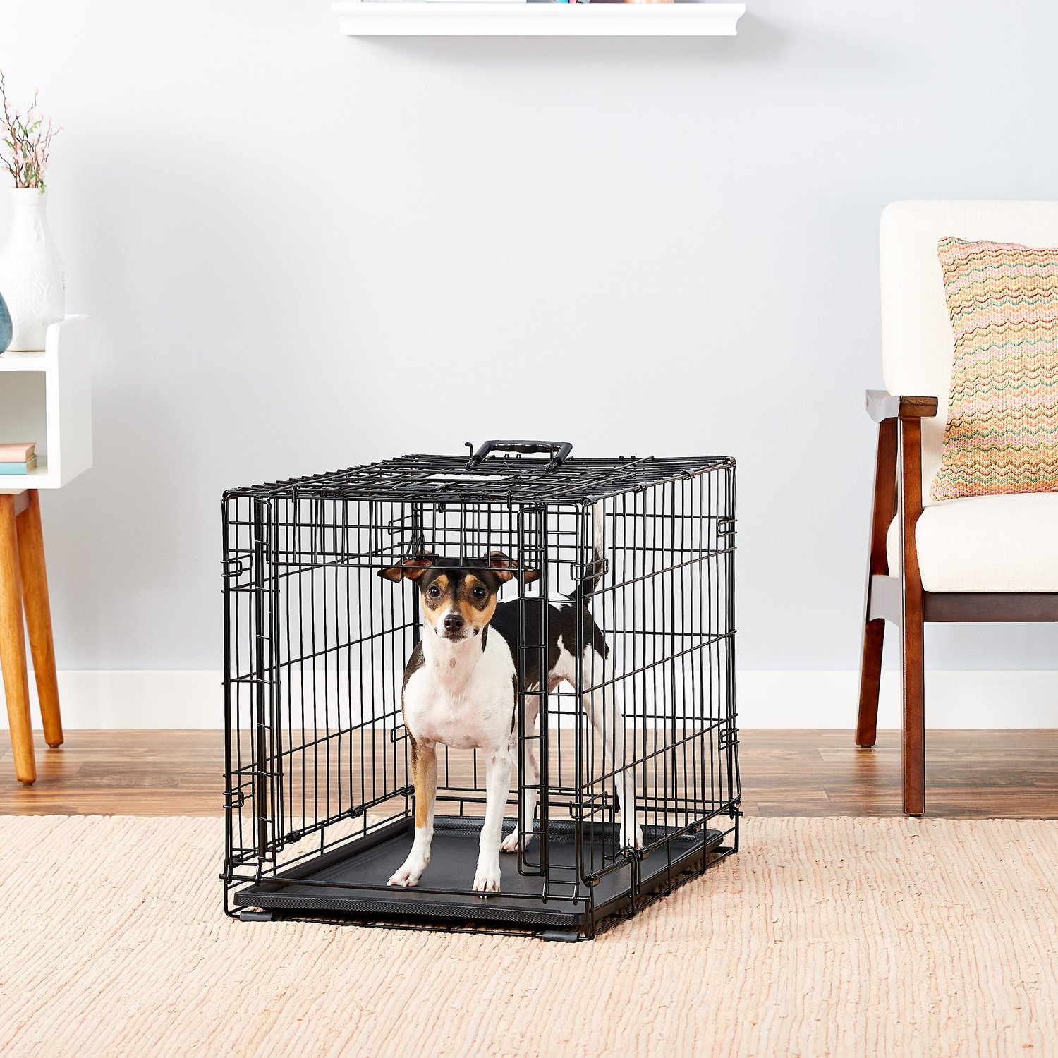 MIDWEST Ovation Single Door Collapsible Wire Dog Crate, 24 inch - Chewy.com