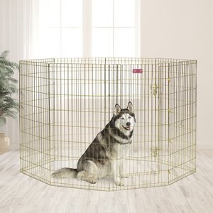 MidWest Wire Dog Exercise Pen with Step-Thru Door, Gold Zinc, 48-in