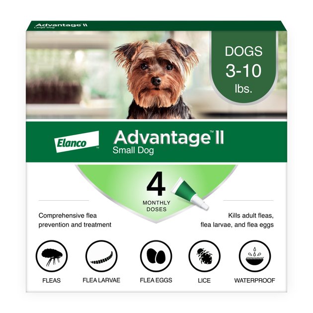 is-advantage-safe-for-dogs