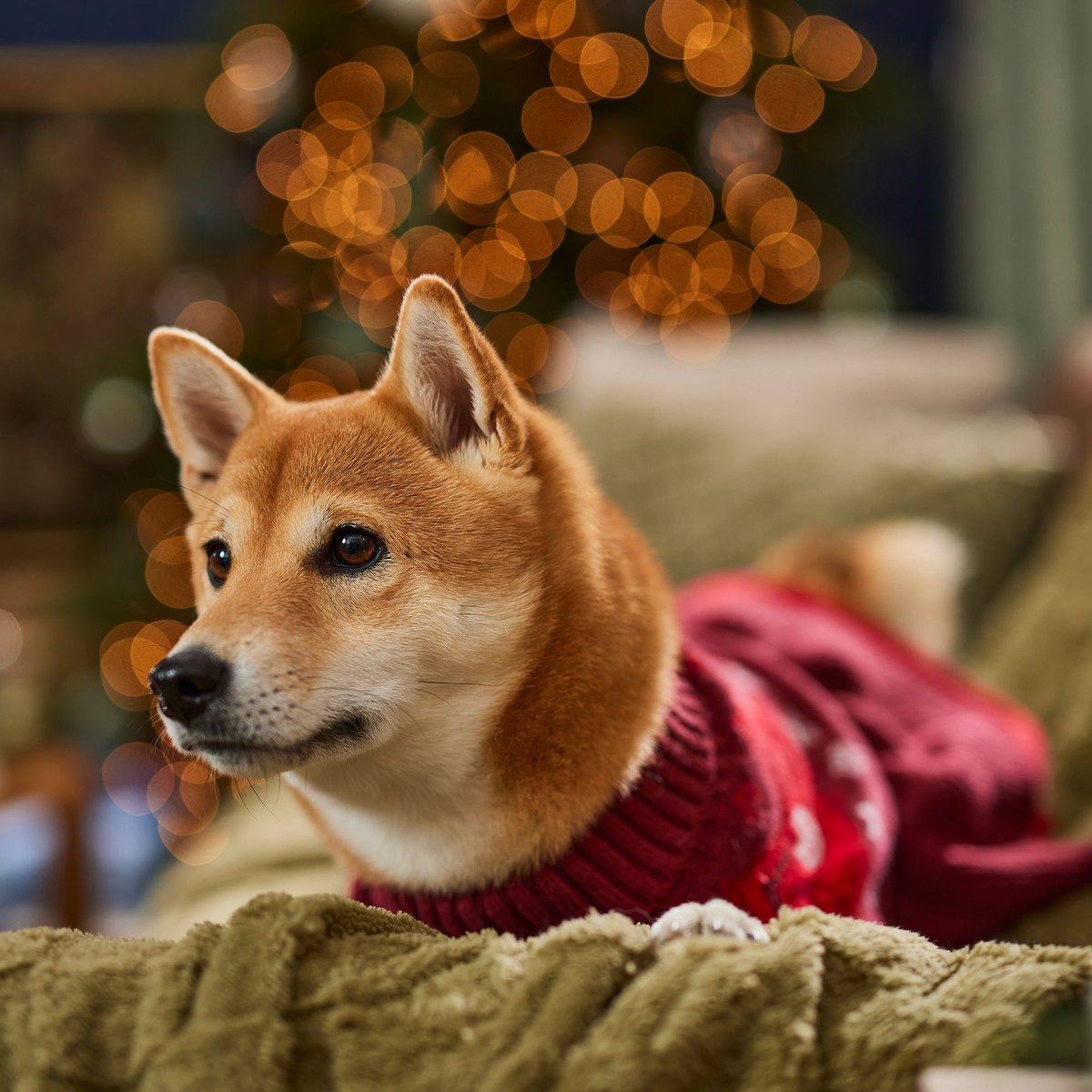 Frisco Colorblock Sequin Pumpkin Dog & Cat Sweater