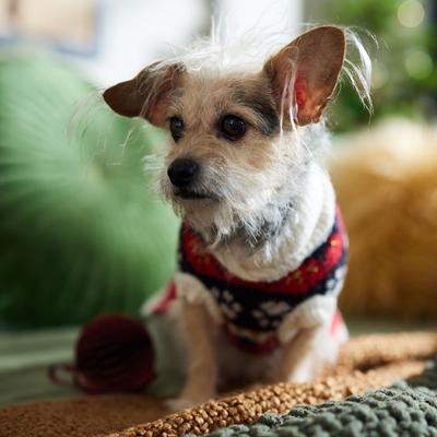 Show full view: Frisco Nordic Pawprint Dog & Cat Sweater, Small slide 7 of 10