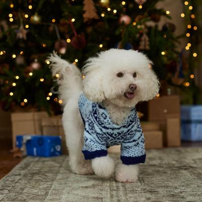Show full view: Frisco Snuggle Up Knit Dog & Cat Hoodie, Blue DNU, Small slide 8 of 11