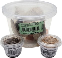 Josh's Frogs Baby Tree Frog Feeder Bundle, Small