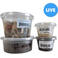 Josh's Frogs Pac-Man Frog Feeder Bundle
