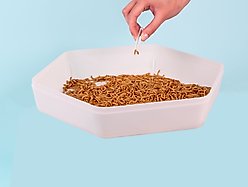 The Bug Factory Mealworm Storage Pod Reptile Feeder, White