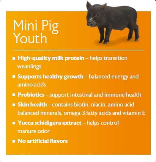 MAZURI Mini Pig Youth Food, 25lb bag, bundle of 2