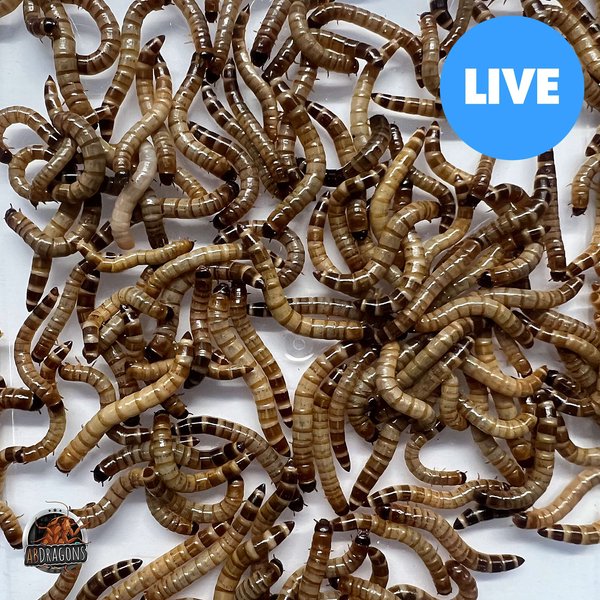 Uncle Jim's Worm Farm Mealworms for Reptiles and Chickens | Mealworms for  Feeding Lizard, Gecko, Bearded Dragons, Chickens, Birds, and More |  Suitable
