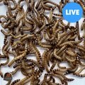 ABDragons Live Superworms Reptile & Bird Food, Medium, 100