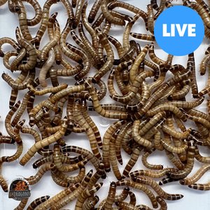 ABDragons Live Superworms Reptile, Bird, Fish & Small Pet Food, Medium, 100