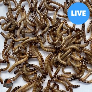 ABDragons Live Superworms Reptile, Bird, Fish & Small Pet Food, Medium, 500