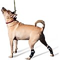 WALKABOUT Hock Support Dog & Cat Brace, X-Small