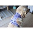 WildHound C4 French Bulldog Apple Watch Band
