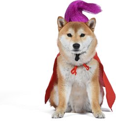 Disney Hocus Pocus Halloween Mary Sanderson Cape & Pet Wig Dog Costume with PVC Bag & Insert Card, X-Large